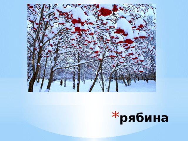 рябина 