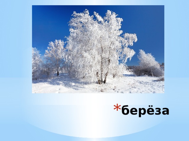 берёза 
