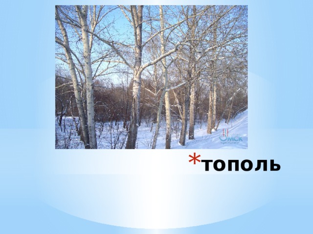 тополь 