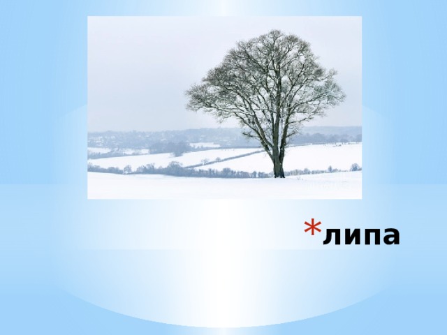 липа 