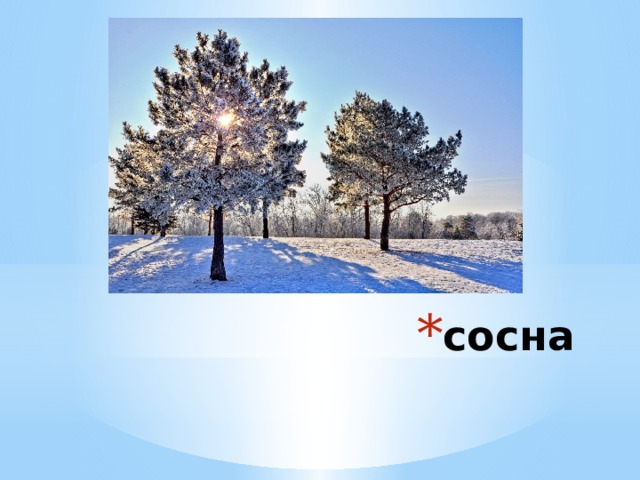 сосна 