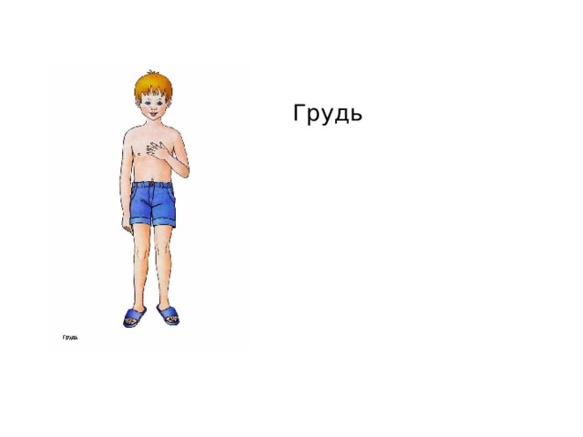 Грудь 