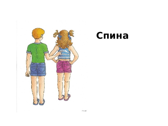 Спина 