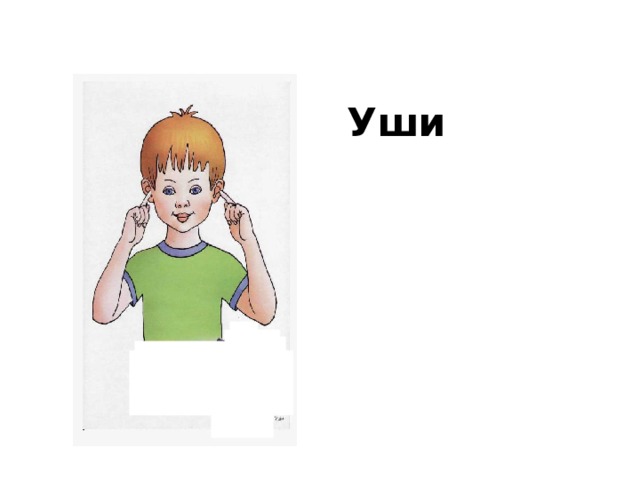Уши 