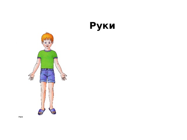 Руки 