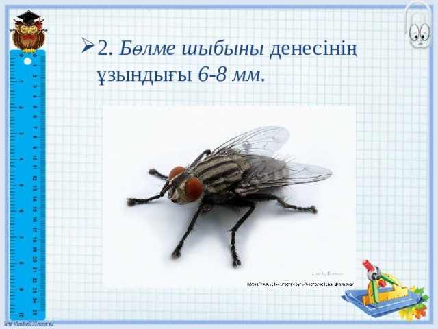 2. Бөлме шыбыны денесінің ұзындығы 6-8 мм . 