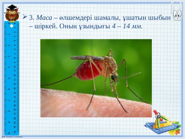 3. Маса – өлшемдері шамалы, ұшатын шыбын – шіркей. Оның ұзындығы 4 – 14 мм. 