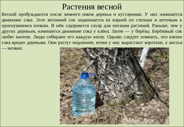 Растения весной Весной пробуждаются после зимнего покоя деревья и кустарники. У них начинается движение сока. Этот весенний сок поднимается из корней по стволам и веточкам к проснувшимся почкам. В нём содержится сахар для питания растений. Раньше, чем у других деревьев, начинается движение сока у клёна. Затем — у берёзы. Берёзовый сок любят многие. Люди собирают его каждую весну. Однако следует помнить, что взятие сока вредит деревьям. Они растут медленнее, ветви у них вырастают короткие, а листья — мелкие. 