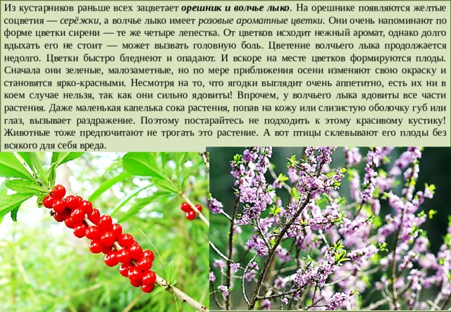 Из кустарников раньше всех зацветает  орешник и волчье лыко . На орешнике появляются желтые соцветия —  серёжки , а волчье лыко имеет  розовые ароматные цветки . Они очень напоминают по форме цветки сирени — те же четыре лепестка. От цветков исходит нежный аромат, однако долго вдыхать его не стоит — может вызвать головную боль. Цветение волчьего лыка продолжается недолго. Цветки быстро бледнеют и опадают. И вскоре на месте цветков формируются плоды. Сначала они зеленые, малозаметные, но по мере приближения осени изменяют свою окраску и становятся ярко-красными. Несмотря на то, что ягодки выглядит очень аппетитно, есть их ни в коем случае нельзя, так как они сильно ядовиты! Впрочем, у волчьего лыка ядовиты все части растения. Даже маленькая капелька сока растения, попав на кожу или слизистую оболочку губ или глаз, вызывает раздражение. Поэтому постарайтесь не подходить к этому красивому кустику! Животные тоже предпочитают не трогать это растение. А вот птицы склевывают его плоды без всякого для себя вреда. 