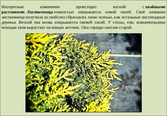 Интересные изменения происходят весной с  хвойными растениями .  Лиственница  полностью покрывается новой хвоей. Своё название лиственница получила за свойство сбрасывать хвою осенью, как остальные листопадные деревья. Весной она вновь покрывается свежей хвоей. У сосны, ели, можжевельника молодая хвоя вырастает на концах веточек. Она гораздо светлее старой. 