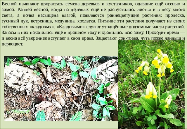 Весной начинают прорастать семена деревьев и кустарников, опавшие ещё осенью и зимой. Ранней весной, когда на деревьях ещё не распустились листья и в лесу много света, а почва насыщена влагой, появляются раннецветущие растения: пролеска, гусиный лук, ветреница, медуница, хохлатка. Питание эти растения получают из своих собственных «кладовых». «Кладовыми» служат утолщённые подземные части растений. Запасы в них накопились ещё в прошлом году и хранились всю зиму. Проходит время — и весна всё увереннее вступает в свои права. Зацветают сон-трава, чуть позже ландыш и первоцвет. 