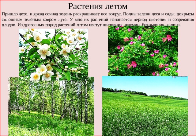 Растения летом Пришло лето, и яркая сочная зелень раскрашивает все вокруг. Полны зелени леса и сады, покрыты сплошным зелёным ковром луга. У многих растений начинается период цветения и созревания плодов. Из древесных пород растений летом цветут шиповник, жасмин, боярышник, калина. 