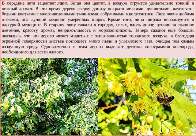 В середине лета зацветает  липа . Когда она цветет, в воздухе струится удивительно тонкий и нежный аромат. В это время дерево сверху донизу покрыто мелкими, душистыми, желтовато-белыми цветками с многочисленными тычинками, собранными в полузонтики. Липа очень любима пчёлами, она лучший медонос умеренных широт. Кроме того, липа широко используется в народной медицине. В старину липу сажали в городах, селах, вдоль дорог, ценили за пышное цветение, красоту, аромат, неприхотливость и морозостойкость. Теперь сажают еще больше: оказалось, что это дерево может мириться с загазованностью городского воздуха, а благодаря огромной поверхности листьев поглощает много пыли и углекислого газа, очищая тем самым воздушную среду. Одновременно с этим дерево выделяет десятки килограммов кислорода, необходимого для всего живого. 