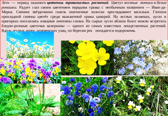 Лето — период пышного  цветения травянистых растений . Цветут  желтые лютики  и  белые ромашки . Радует глаз своим цветением нарядная травка с необычным названием — Иван-да-Марья. Синими звёздочками сквозь пшеничные колоски проглядывают васильки. Глотком прохладной синевы цветёт среди выжженной травы цикорий. На лесных полянках, лугах и пригорках поселились изящные анютины глазки. На сырых лугах вблизи болот можно встретить бледно-розовые цветочки валерианы — одного из самых известных лекарственных растений. Вдоль лесных дорог, деревенских улиц, по берегам рек попадается подорожник. 