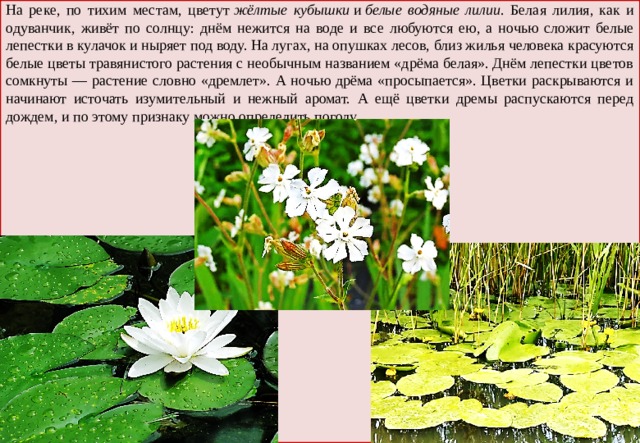 На реке, по тихим местам, цветут  жёлтые кубышки  и  белые водяные лилии . Белая лилия, как и одуванчик, живёт по солнцу: днём нежится на воде и все любуются ею, а ночью сложит белые лепестки в кулачок и ныряет под воду. На лугах, на опушках лесов, близ жилья человека красуются белые цветы травянистого растения с необычным названием «дрёма белая». Днём лепестки цветов сомкнуты — растение словно «дремлет». А ночью дрёма «просыпается». Цветки раскрываются и начинают источать изумительный и нежный аромат. А ещё цветки дремы распускаются перед дождем, и по этому признаку можно определить погоду. 