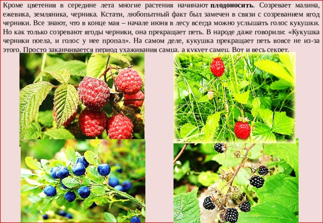 Кроме цветения в середине лета многие растения начинают  плодоносить . Созревает малина, ежевика, земляника, черника. Кстати, любопытный факт был замечен в связи с созреванием ягод черники. Все знают, что в конце мая – начале июня в лесу всегда можно услышать голос кукушки. Но как только созревают ягоды черники, она прекращает петь. В народе даже говорили: «Кукушка черники поела, и голос у нее пропал». На самом деле, кукушка прекращает петь вовсе не из-за этого. Просто заканчивается период ухаживания самца, а кукует самец. Вот и весь секрет. 
