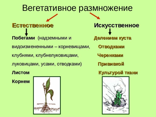 Вегетативное размножение Естественное   Искусственное  Побегами (надземными и Делением куста видоизмененными – корневищами, Отводками клубнями, клубнелуковицами, Черенками луковицами, усами, отводками) Прививкой Листом Культурой ткани Корнем