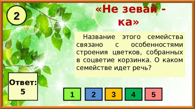 2 «Не зевай - ка» Название этого семейства связано с особенностями строения цветков, собранных в соцветие корзинка. О каком семействе идет речь? Ответ: 5 1 2 3 4 5 
