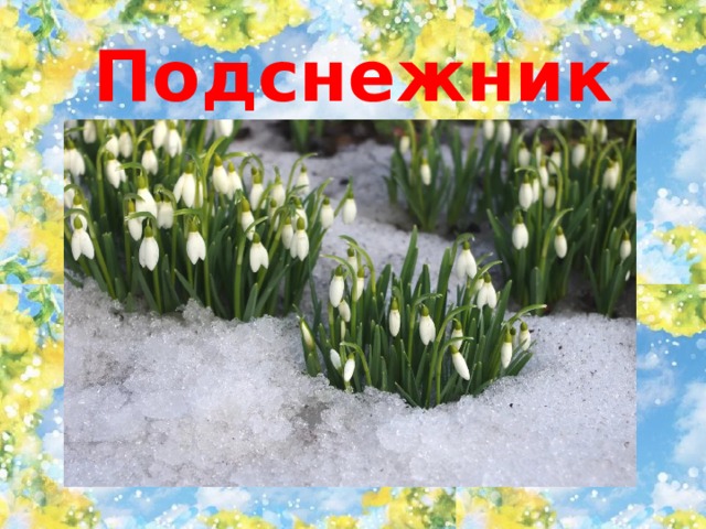 Подснежник 