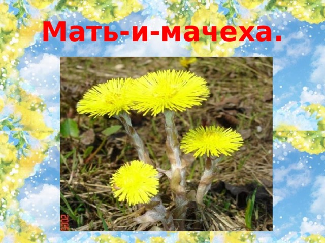 Мать-и-мачеха. 