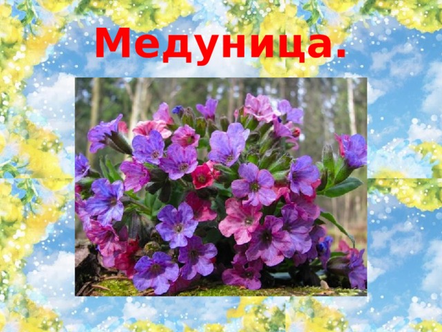 Медуница. 