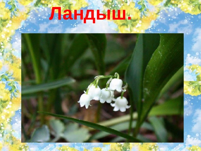 Ландыш. 