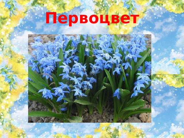 Первоцвет 