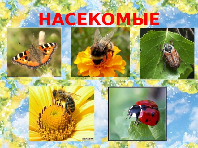НАСЕКОМЫЕ 