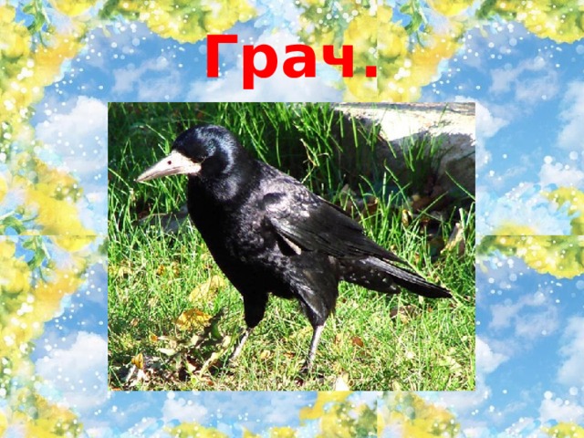 Грач. 
