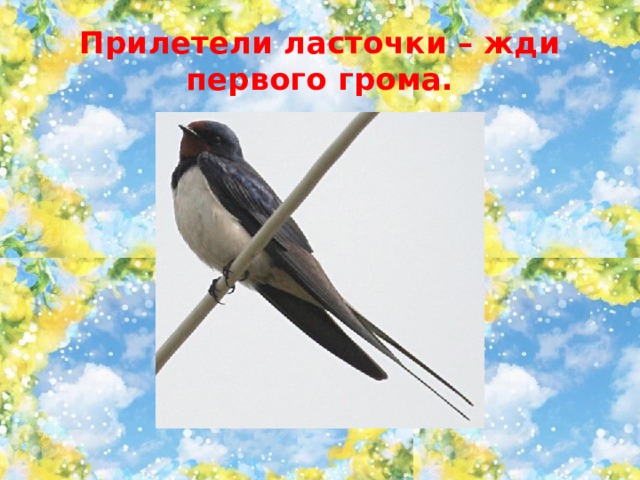 Прилетели ласточки – жди первого грома. 