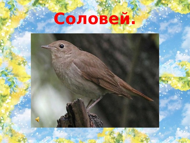 Соловей. 