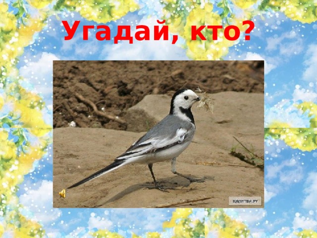 Угадай, кто? 