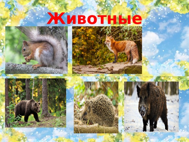 Животные 