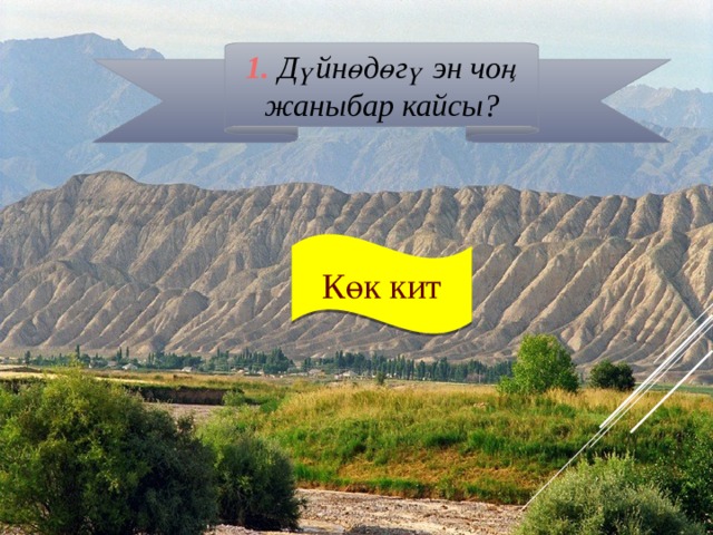 1. Дүйнөдөгү эн чоң жаныбар кайсы? Көк кит 