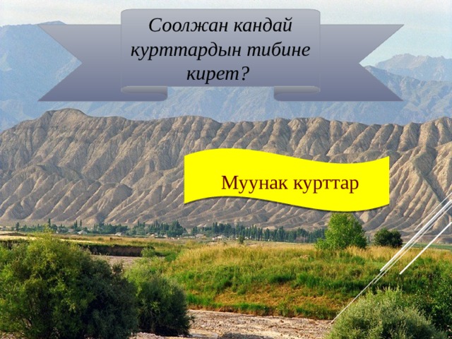 Соолжан кандай курттардын тибине кирет?  Муунак курттар 