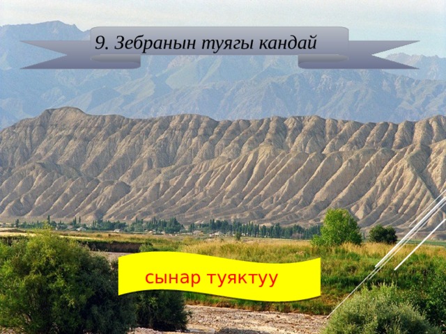 9. Зебранын туягы кандай  сынар туяктуу 