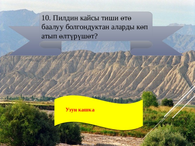 10. Пилдин кайсы тиши өтө баалуу болгондуктан аларды көп атып өлтүрүшөт?  Узун кашка  