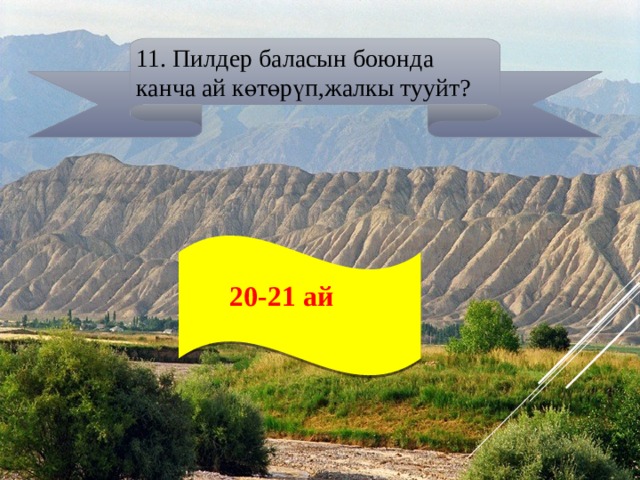 11. Пилдер баласын боюнда канча ай көтөрүп,жалкы тууйт?  20-21 ай  