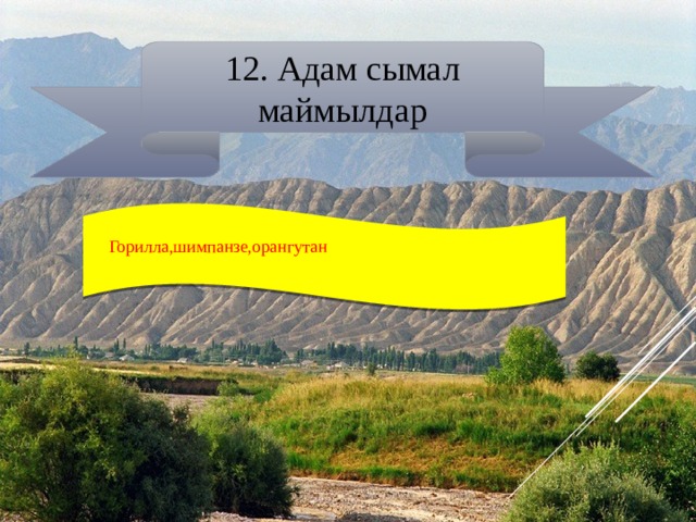 12. Адам сымал маймылдар  Горилла,шимпанзе,орангутан 