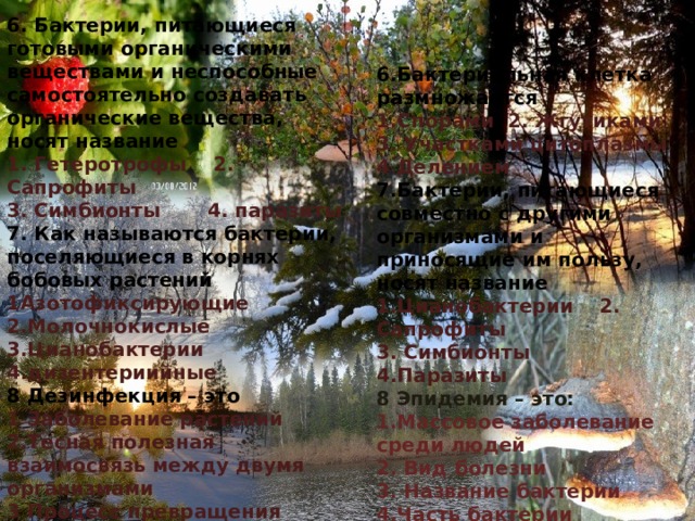 6. Бактерии, питающиеся готовыми органическими веществами и неспособные самостоятельно создавать органические вещества, носят название 1. Гетеротрофы 2. Сапрофиты 3. Симбионты 4. паразиты 7. Как называются бактерии, поселяющиеся в корнях бобовых растений 1Азотофиксирующие 2.Молочнокислые 3.Цианобактерии 4.дизентериийные 8 Дезинфекция – это 1 Заболевание растений 2.Тесная полезная взаимосвязь между двумя организмами 3 Процесс превращения сахара в молочную кислоту 4.Способ уничтожения бактерий 6.Бактериальная клетка размножается 1.Спорами 2. Жгутиками 3. Участками цитоплазмы 4 Делением 7.Бактерии, питающиеся совместно с другими организмами и приносящие им пользу, носят название 1.Цианобактерии 2. Сапрофиты 3. Симбионты 4.Паразиты 8 Эпидемия – это: 1.Массовое заболевание среди людей 2. Вид болезни 3. Название бактерии 4.Часть бактерии 