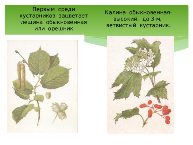Первым среди кустарников зацветает лещина обыкновенная или орешник. Калина обыкновенная- высокий, до 3 м, ветвистый кустарник. 