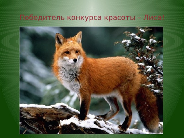 Победитель конкурса красоты – Лиса! 