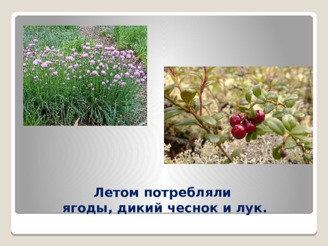 Летом потребляли  ягоды, дикий чеснок и лук. 