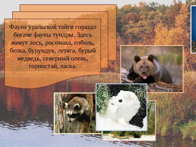 Фауна уральской тайги гораздо богаче фауны тундры. Здесь живут лось, росомаха, соболь, белка, бурундук, летяга, бурый медведь, северный олень, горностай, ласка. 
