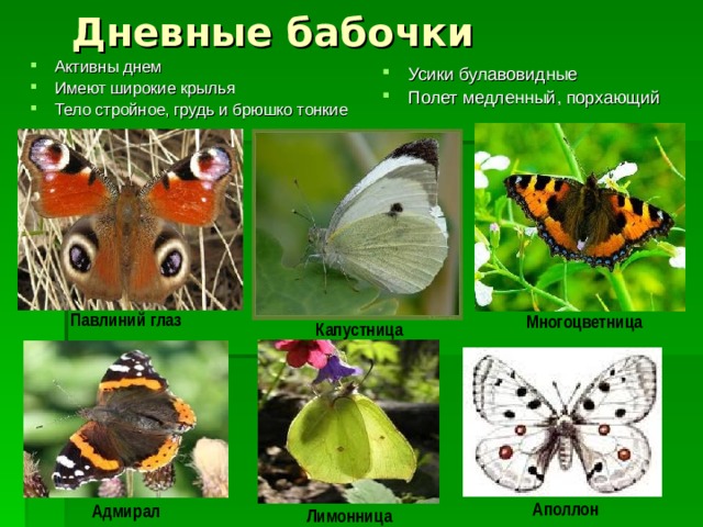 Дневные бабочки Активны днем Имеют широкие крылья Тело стройное, грудь и брюшко тонкие Усики булавовидные Полет медленный, порхающий Многоцветница Павлиний глаз Капустница Аполлон Адмирал Лимонница 
