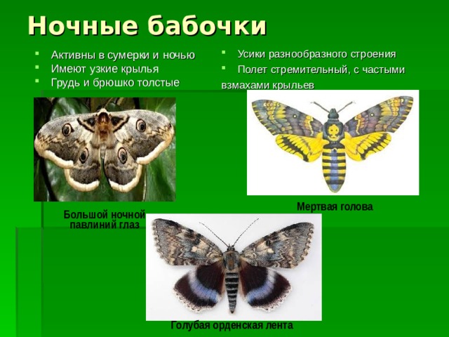 Ночные бабочки Усики разнообразного строения Полет стремительный, с частыми взмахами крыльев Активны в сумерки и ночью Имеют узкие крылья Грудь и брюшко толстые Мертвая голова Большой ночной павлиний глаз Голубая орденская лента 