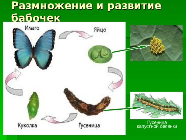Размножение и развитие бабочек Гусеница капустной белянки 