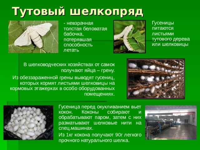 Тутовый шелкопряд Гусеницы питаются листьями тутового дерева или шелковицы - невзрачная толстая беловатая бабочка, потерявшая способность летать В шелководческих хозяйствах от самок получают яйца – грену. Из обеззараженной грены выводят гусениц, которых кормят листьями шелковицы на кормовых этажерках в особо оборудованных помещениях. Гусеница перед окукливанием вьет кокон. Коконы собирают и обрабатывают паром, затем с них разматывают шелковые нити на спец.машинах. Из 1кг кокона получают 90г легкого прочного натурального шелка. 