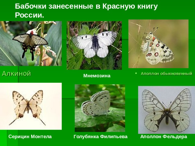 Бабочки занесенные в Красную книгу России. Аполлон обыкновенный   Мнемозина   Алкиной   Голубянка Филипьева   Аполлон Фельдера   Серицин Монтела   