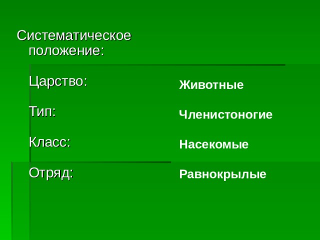 Животные  Членистоногие  Насекомые  Равнокрылые  